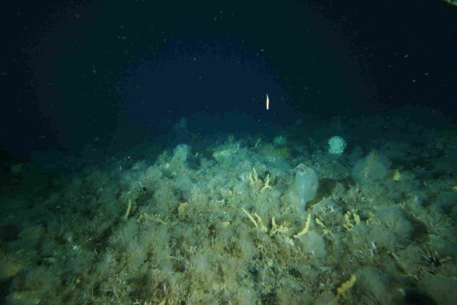 The benthic habitat where krill are feeding - about 177 m depth at latitude -66.7576 and longitude 143.2862. (Photo: AAD) © Australian Antarctic Division http://www.antarctica.gov.au/